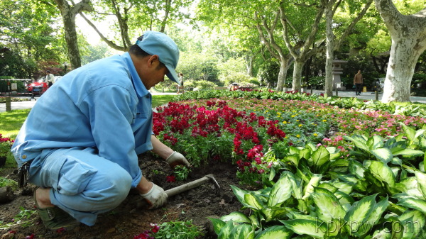 旅游景區反季節植物的種植措施