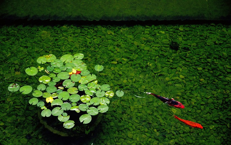 水景